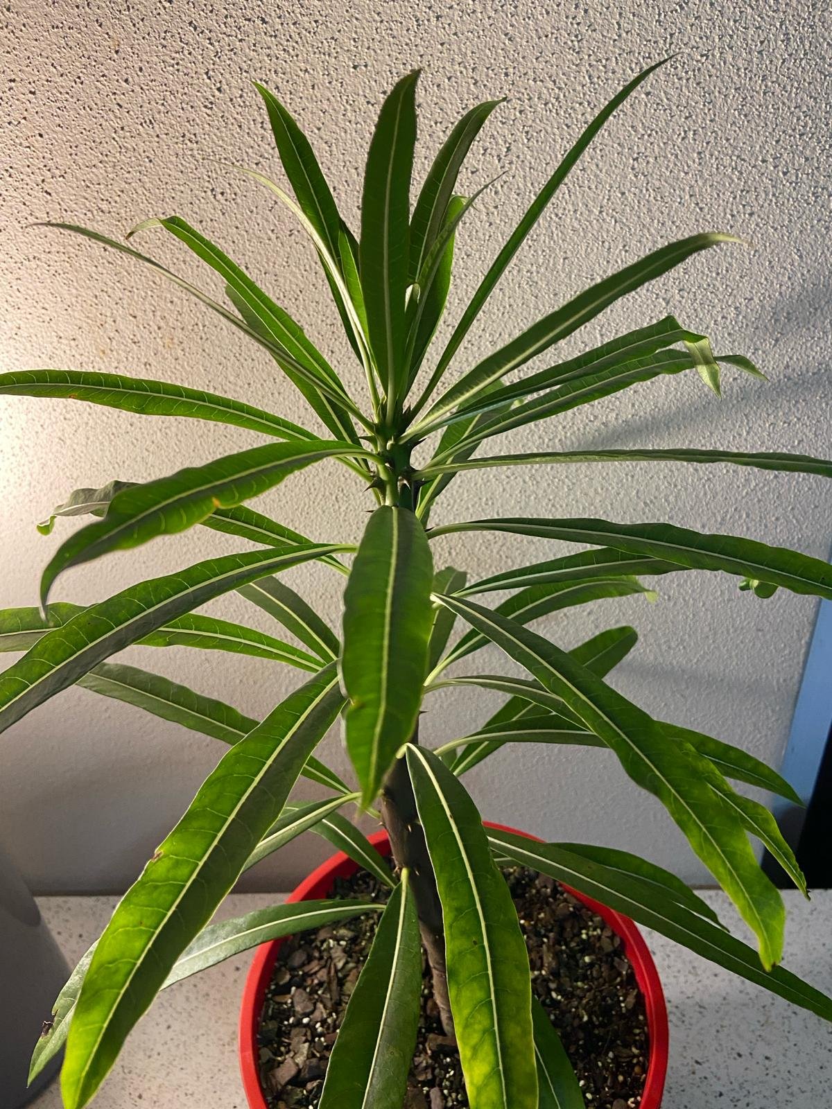 Pachypodium Rutenbergianum  210mm