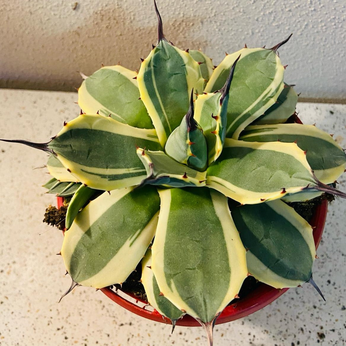 Agave Applanata Cream Spike – Succulents World