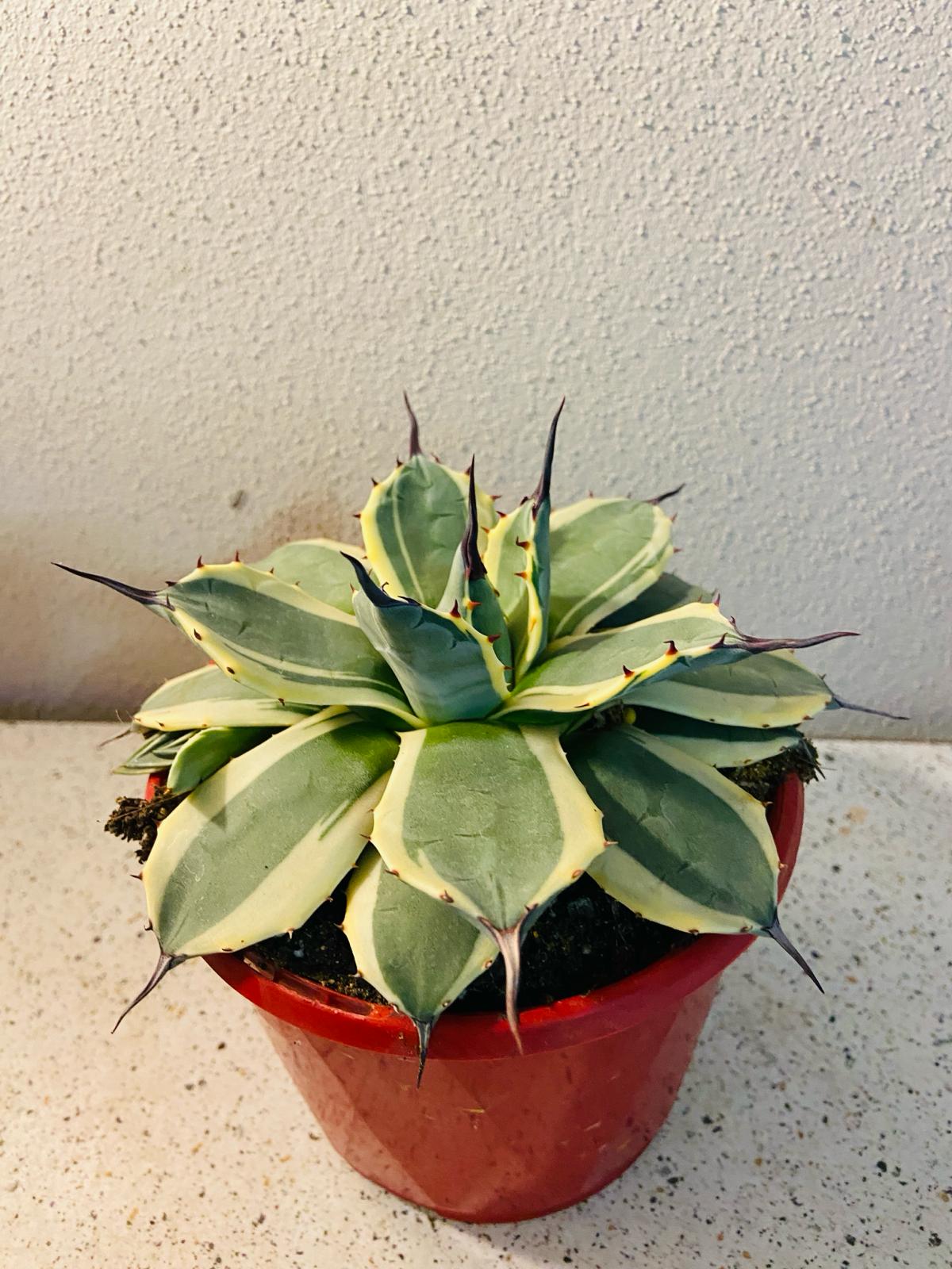 Agave Applanata Cream Spike