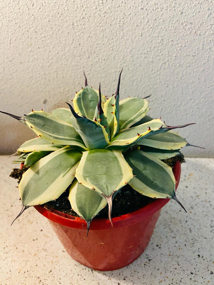 Agave Applanata Cream Spike