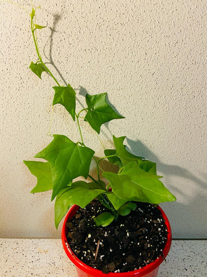 Gerradanthus Macrorizus