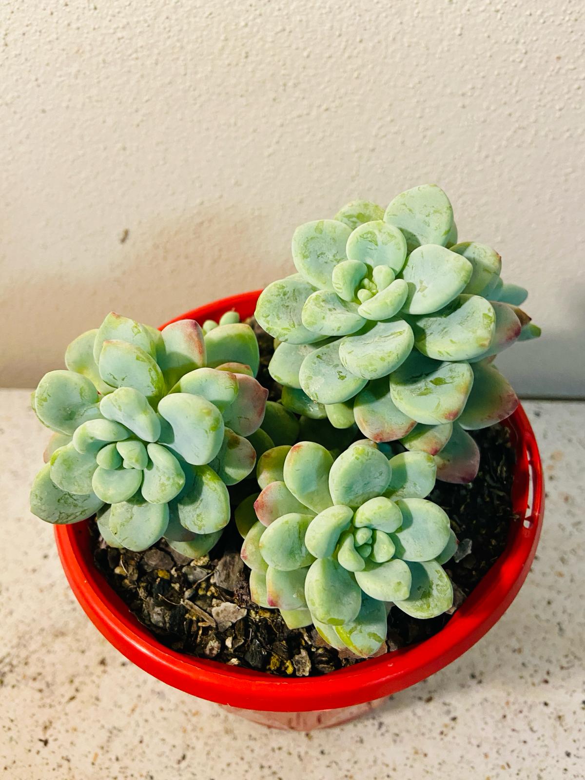 Sedum Clavatum