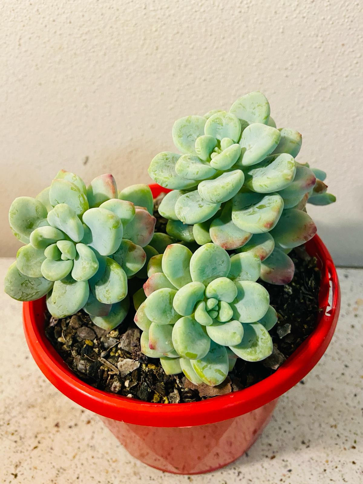 Sedum Clavatum