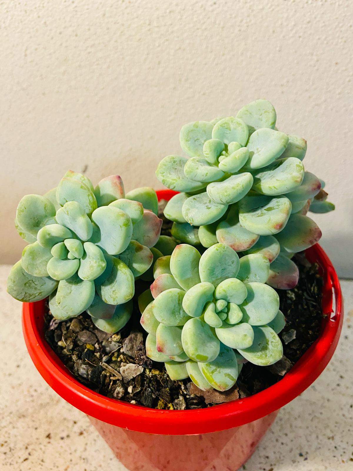 Sedum Clavatum