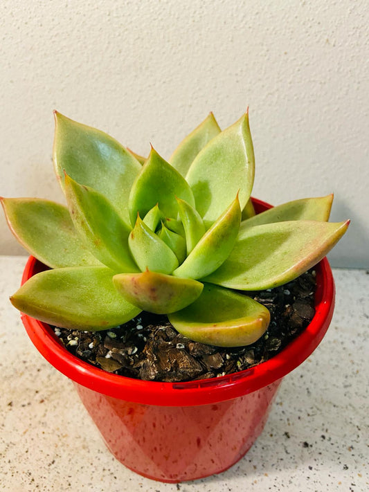Echeveria Vashon 130mm