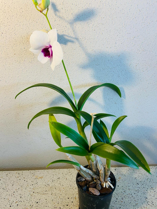 Den.(Dal's Guy X Kuranda Classic) X Den.Kuranda Classic 100mm
