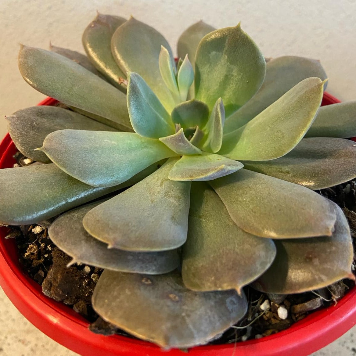 Echeveria Hazy Moon