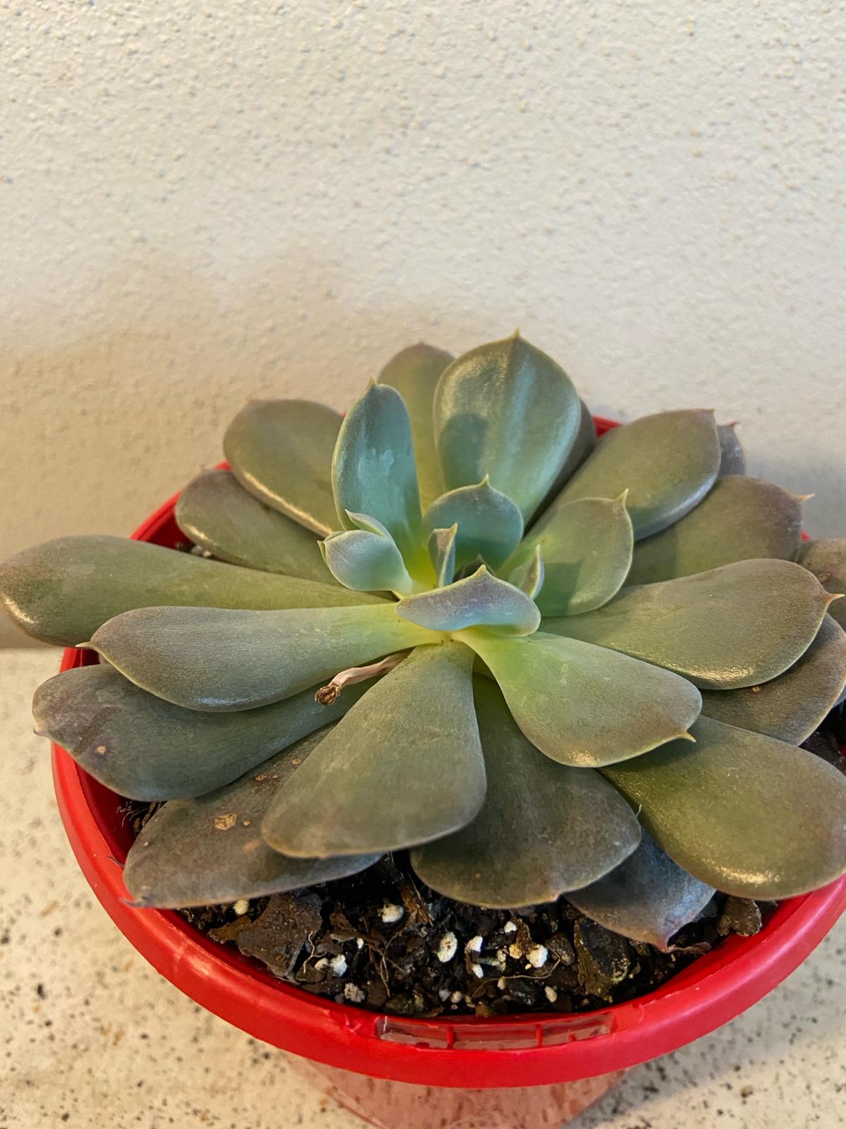 Echeveria Hazy Moon