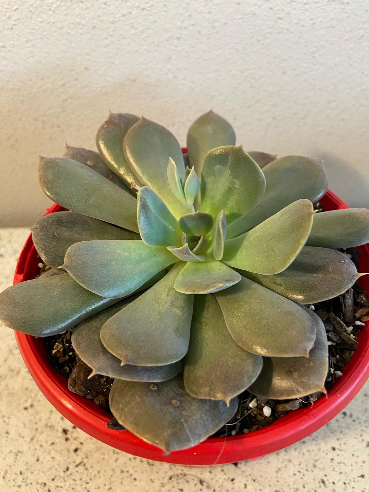 Echeveria Hazy Moon