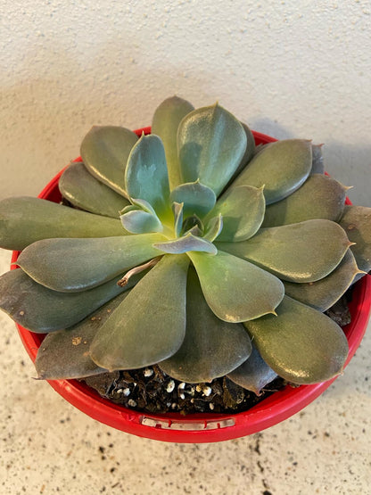 Echeveria Hazy Moon