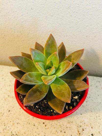 Sedum Bronze Sunset