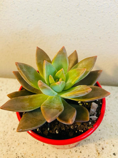 Sedum Bronze Sunset