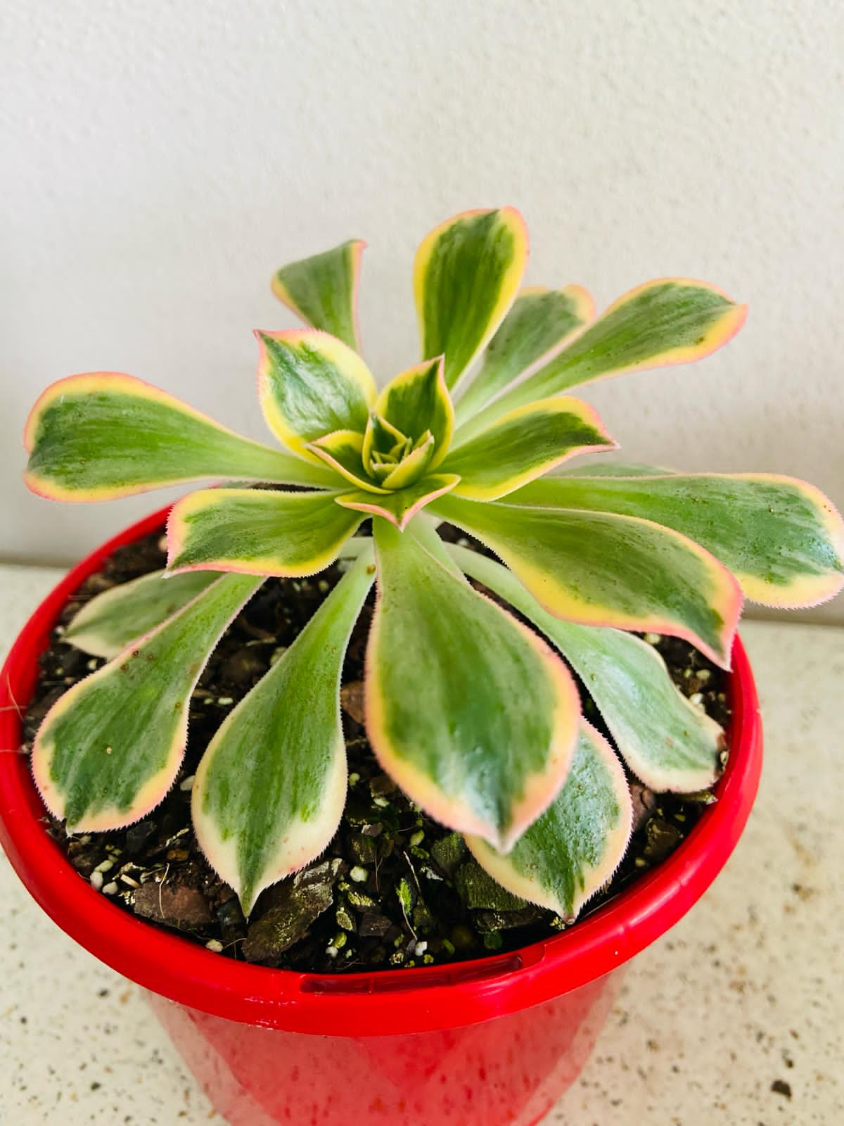 Aeonium Sunburst