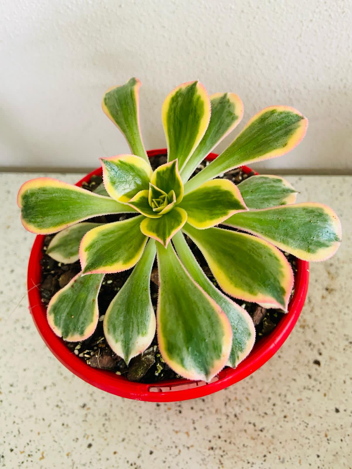 Aeonium Sunburst