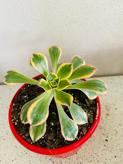 Aeonium Sunburst