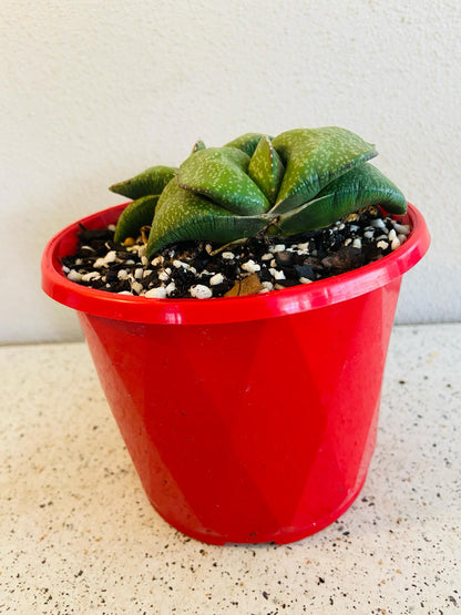 Gasteria Armstrongiii