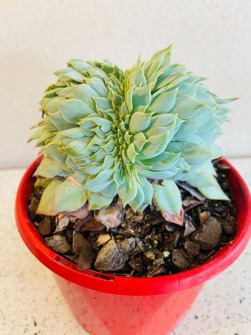 Echeveria #33