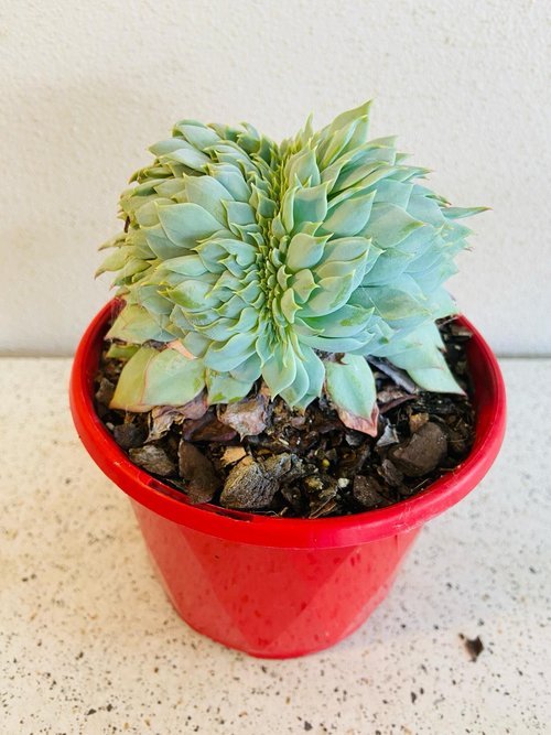 Echeveria #33
