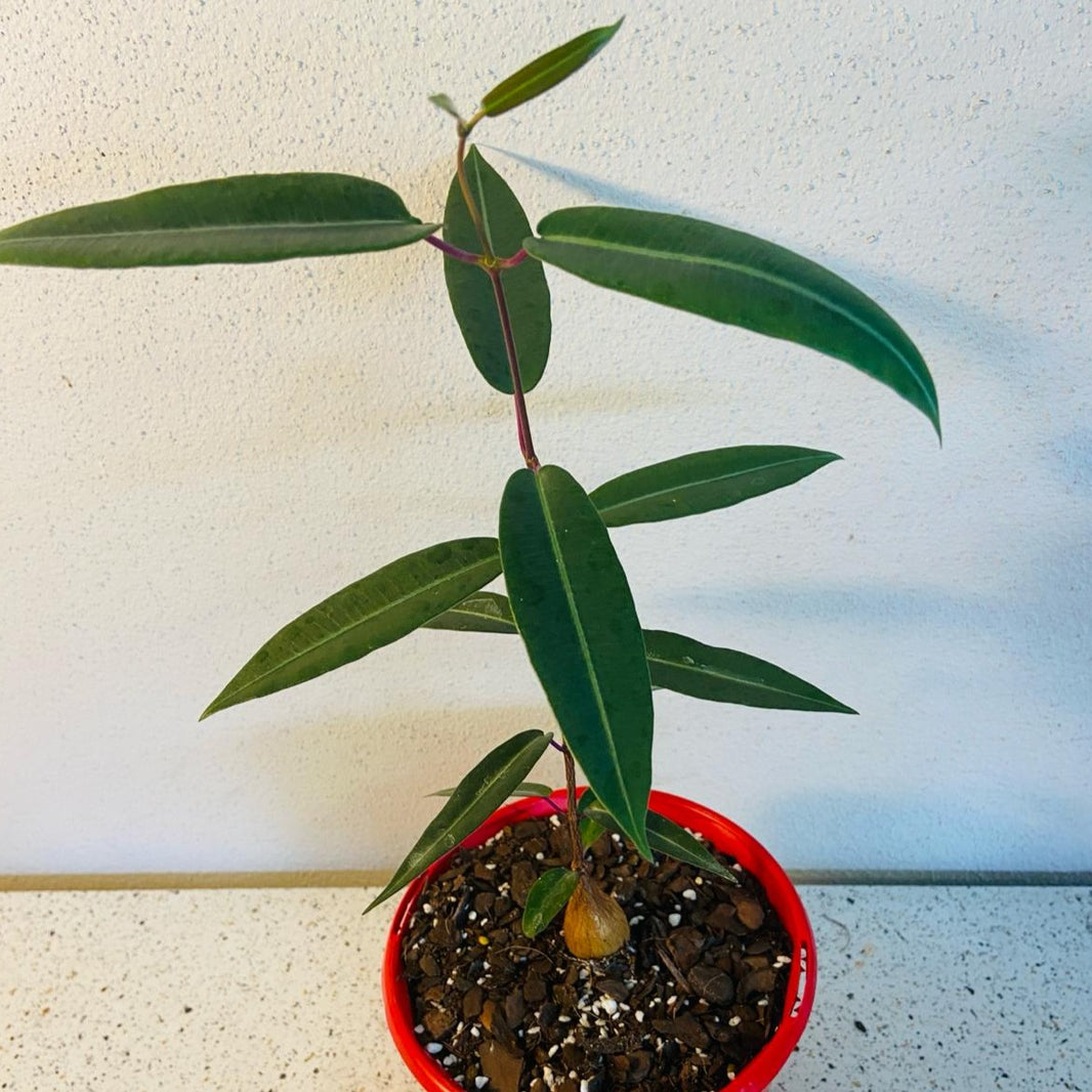 rare-plant-succulents-world