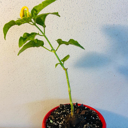 Mirabilis Jalapa Forms Caudex