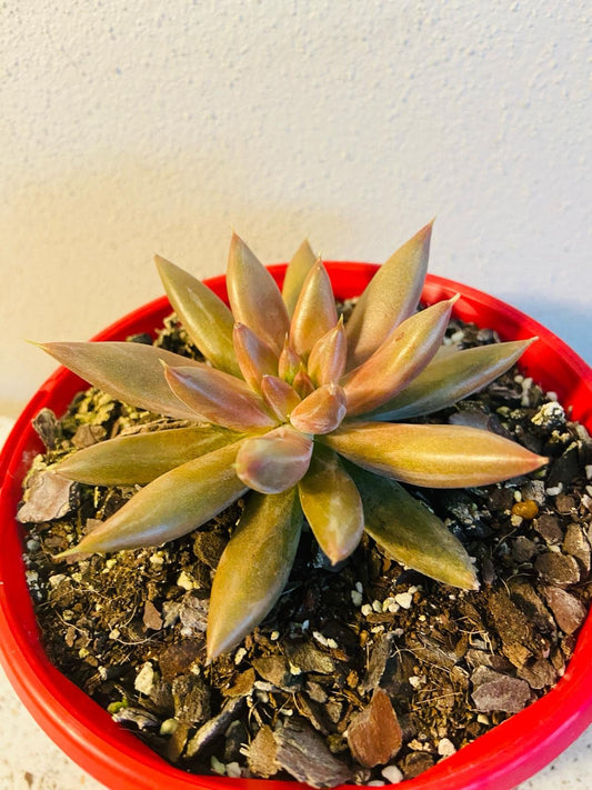 Echeveria #23