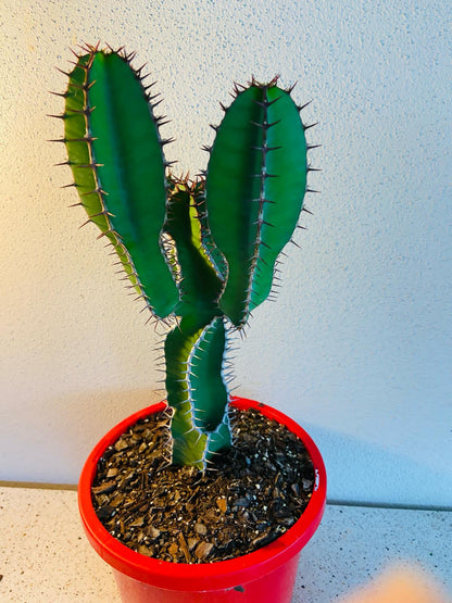 Euphorbia Cooperii