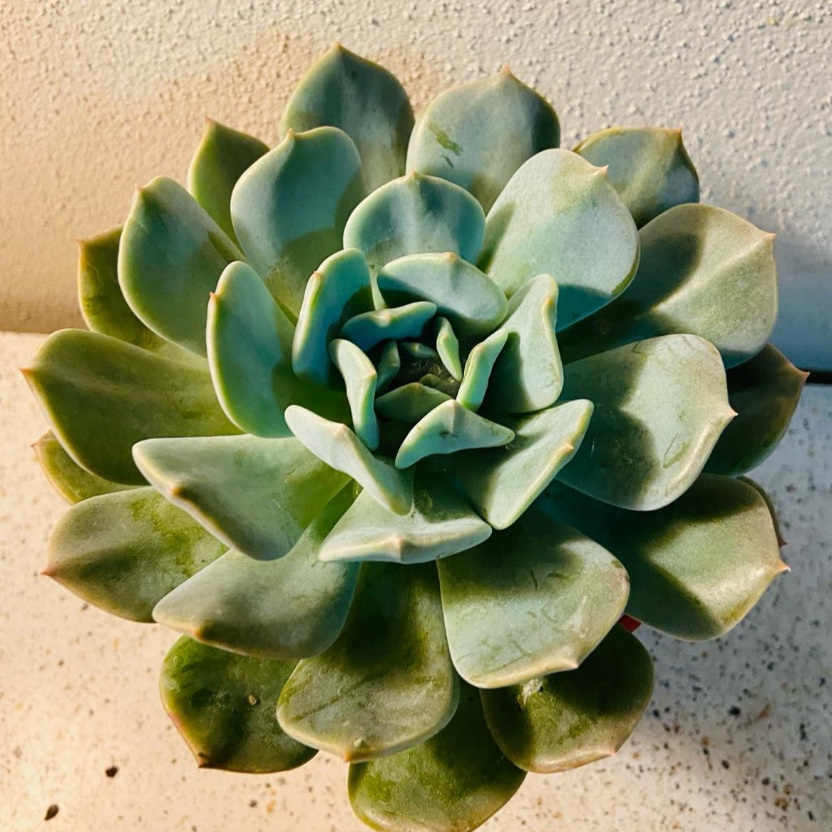 Echeveria Aquilla