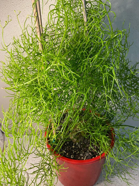 Bowiea Volubilis #44