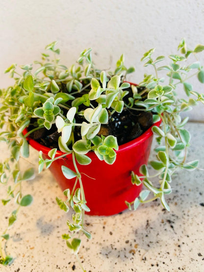 Sedum Variegated- "Frosty"- 'Little Missy'