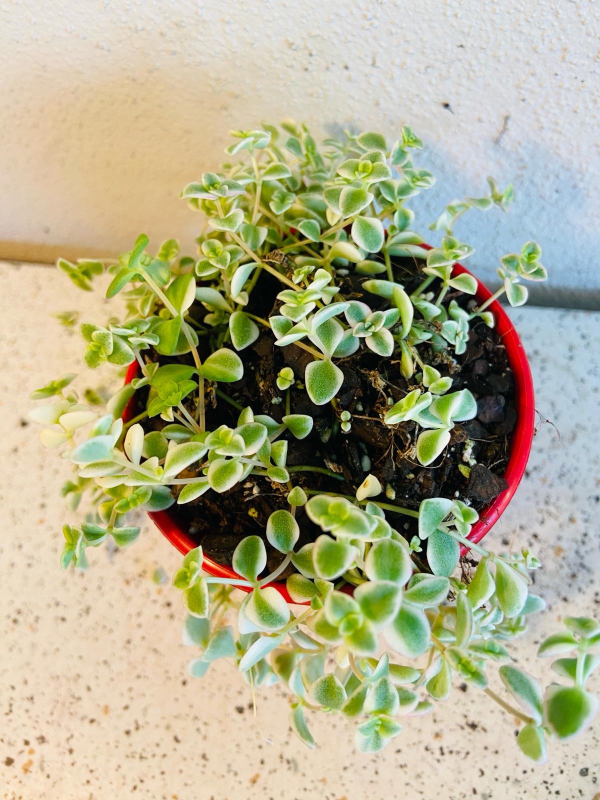 Sedum Variegated- "Frosty"- 'Little Missy'