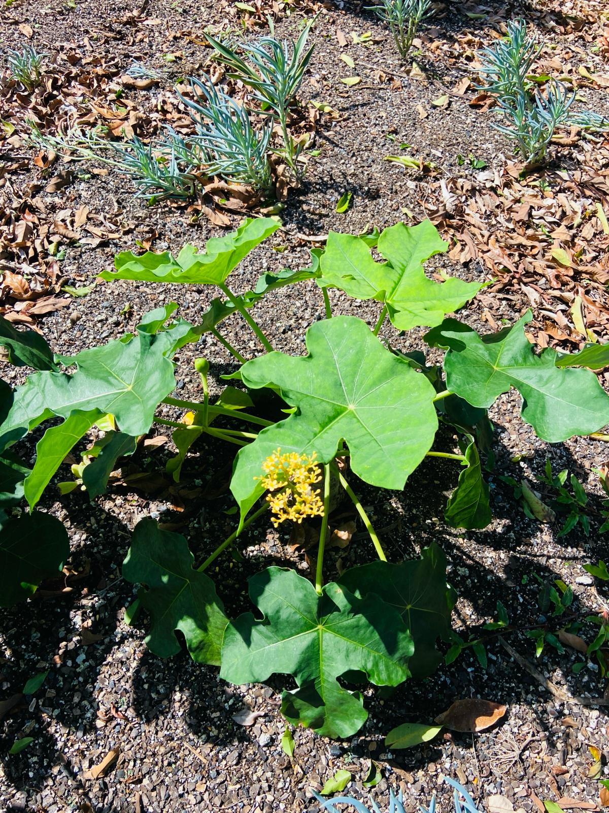 Jatropha Podagrica Yellow 'Buddha's Belly plant'