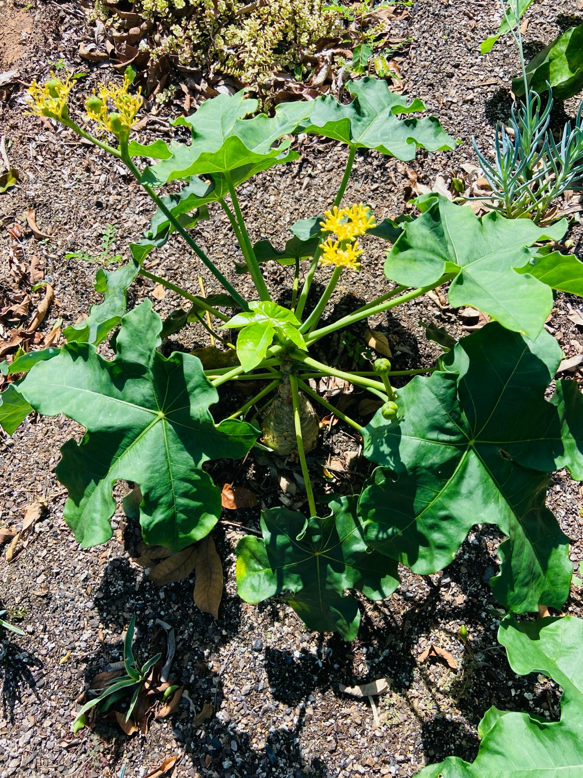 Jatropha Podagrica Yellow 'Buddha's Belly plant'