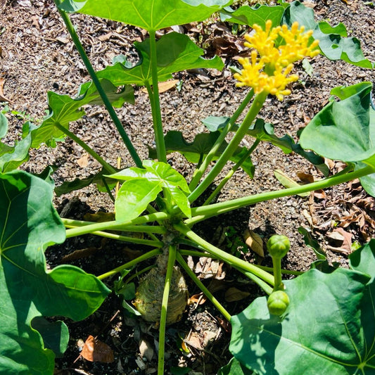 Jatropha Podagrica Yellow 'Buddha's Belly plant'