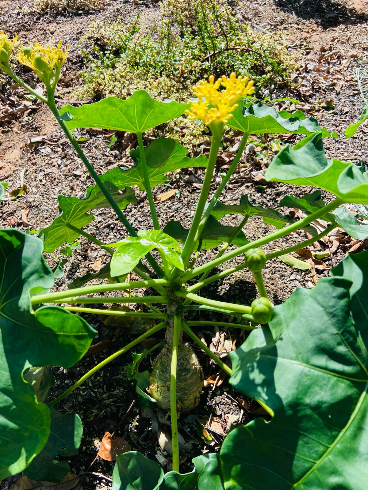 Jatropha Podagrica Yellow 'Buddha's Belly plant'