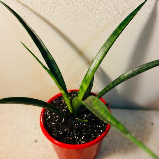 Sanseveria