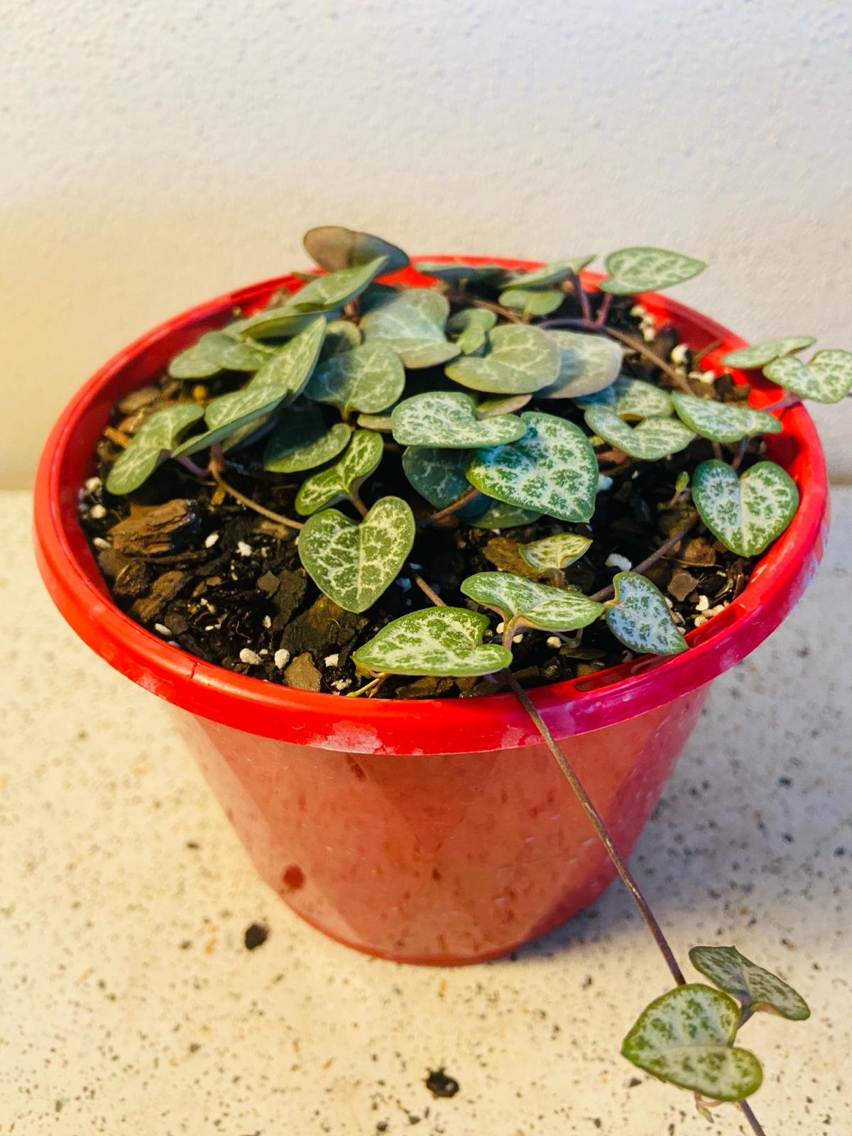 Ceropegia Chain of Hearts