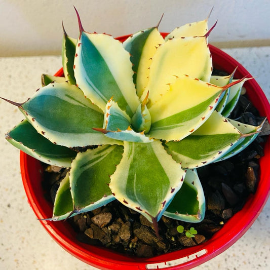 Agave Kissho Kan Special Variegated #46