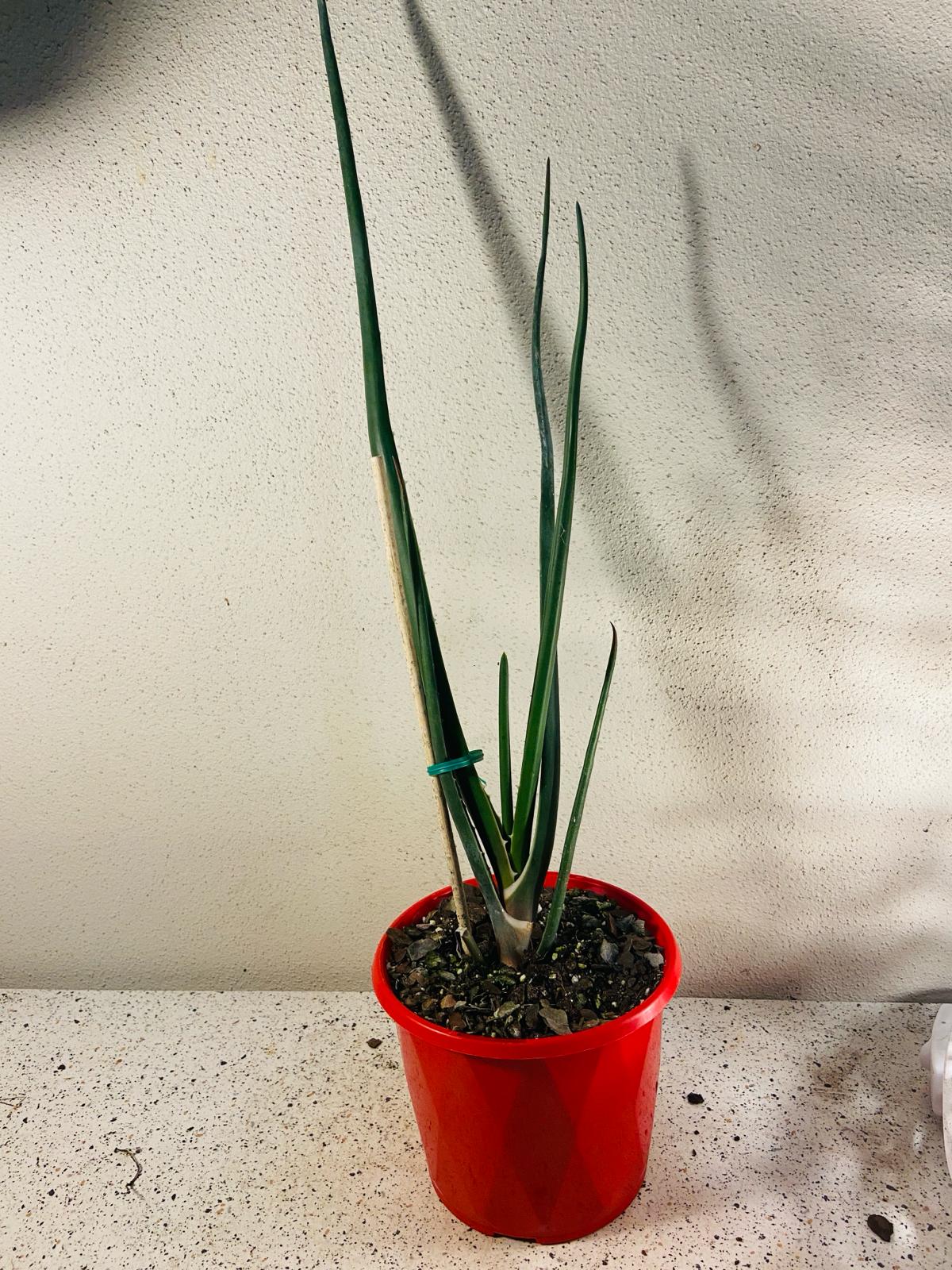 Aloe Barberae