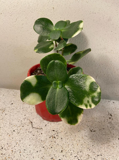 Crassula Multicava Variegated