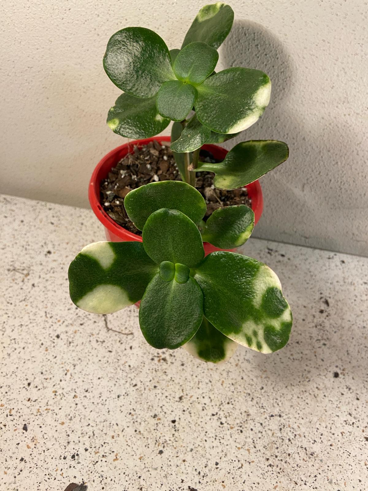 Crassula Multicava Variegated