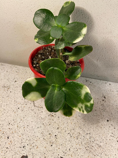 Crassula Multicava Variegated