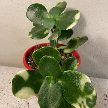 Crassula Multicava Variegated