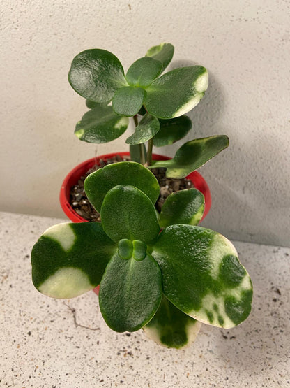 Crassula Multicava Variegated