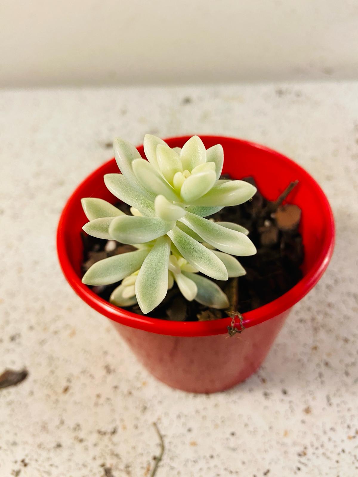 Graptopetalum Mendozae 'Mirinae' Variegata