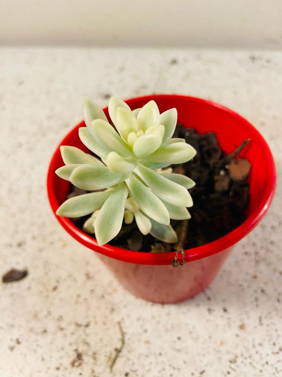 Graptopetalum Mendozae 'Mirinae' Variegata