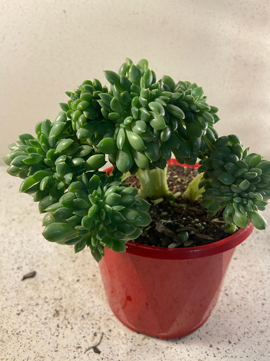 Echeveria Crested #46