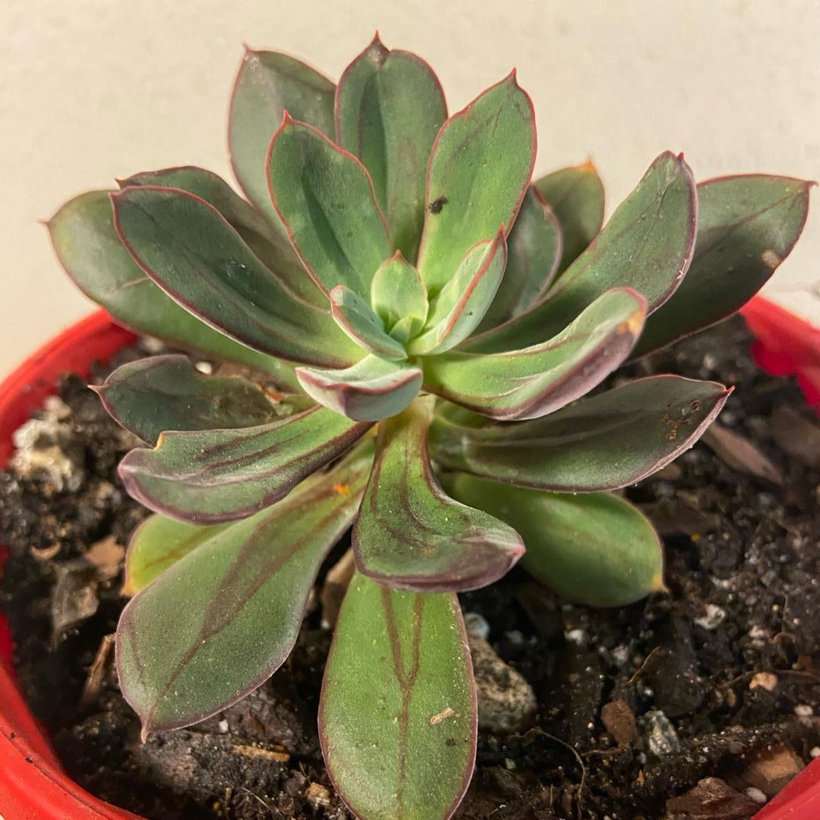 Echeveria Painted Lady – Succulents World