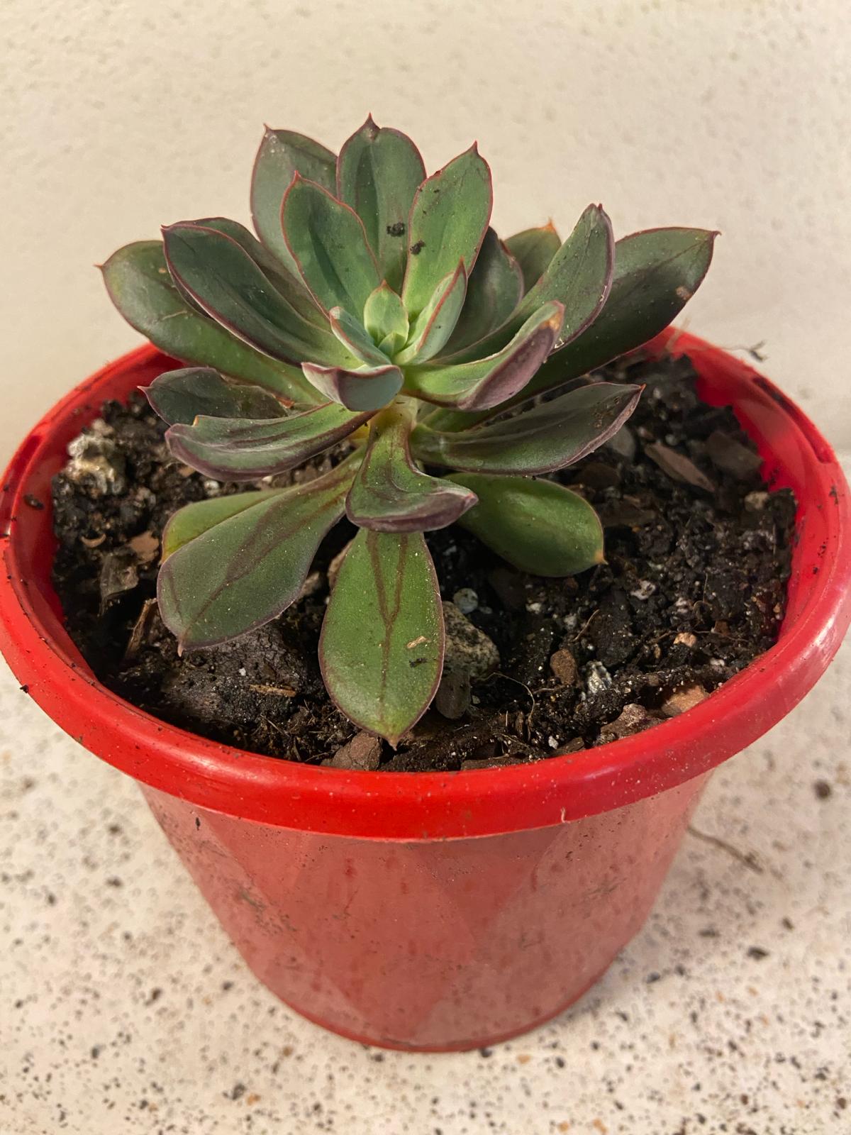 Echeveria Painted Lady