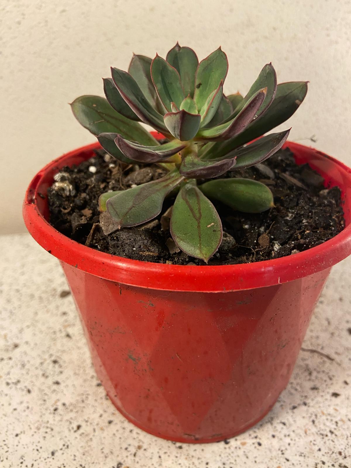 Echeveria Painted Lady