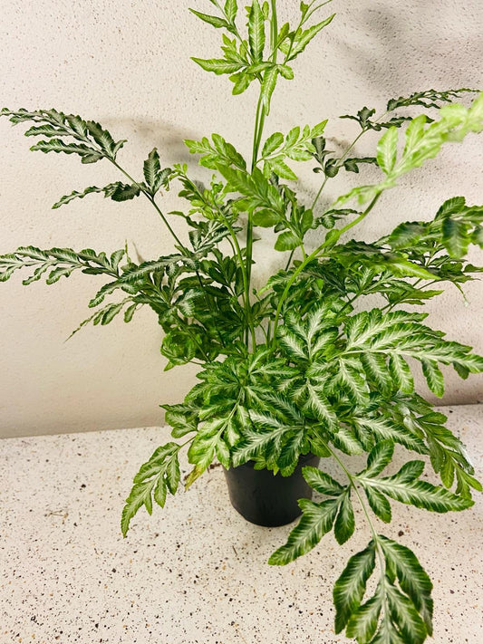 Pteris Ensiformis#11 - with pot